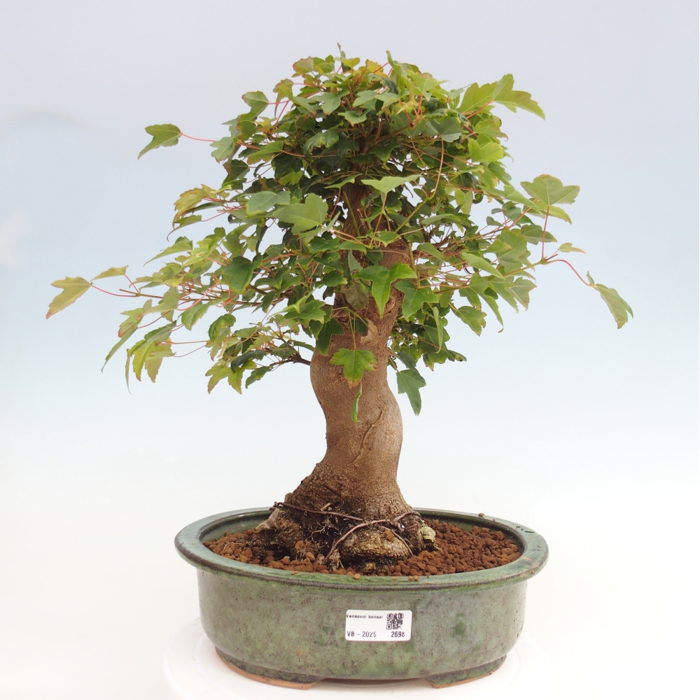 Outdoor bonsai - Maple Buergerianum - Burger Maple