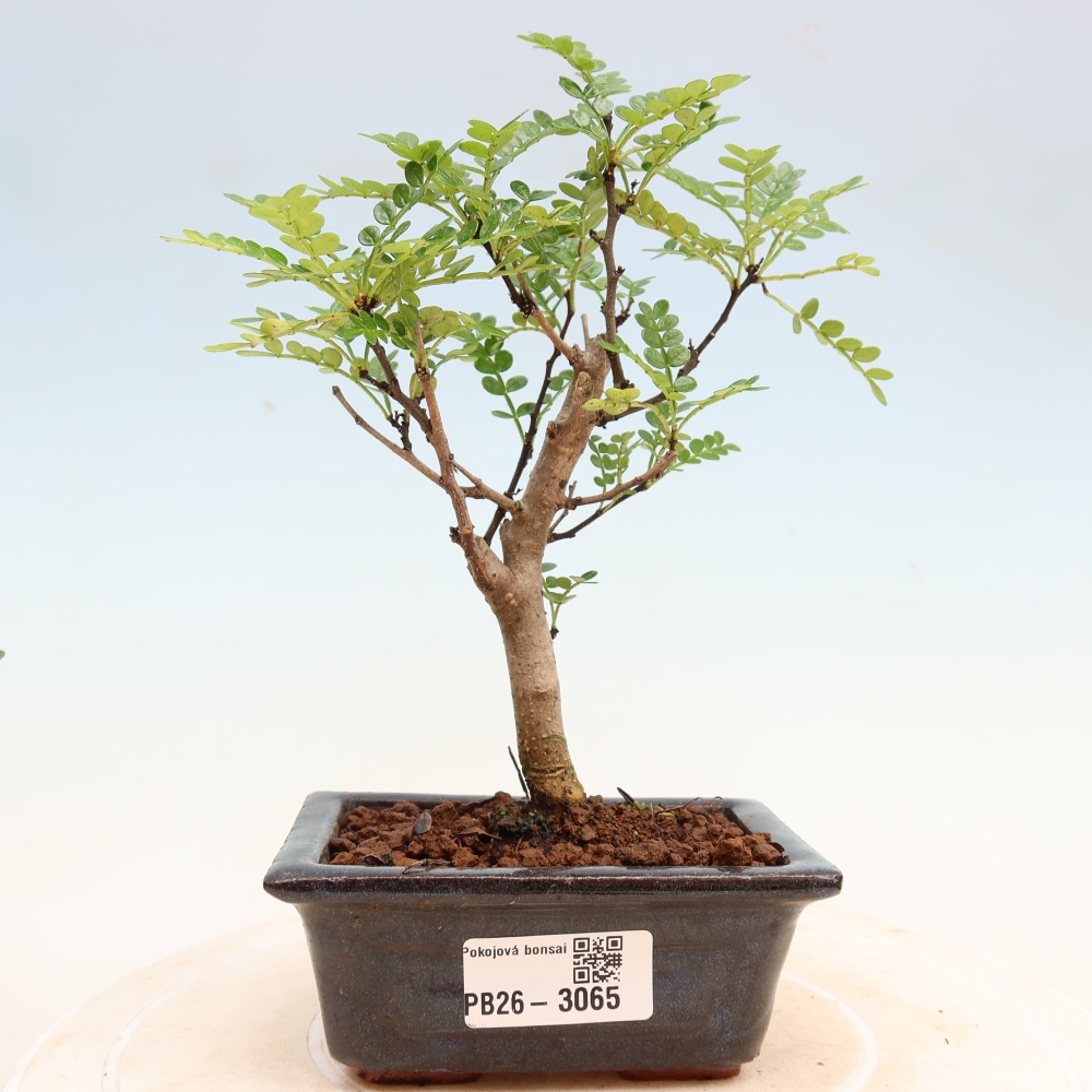 Room bonsai - Zantoxylum piperitum - pepper tree