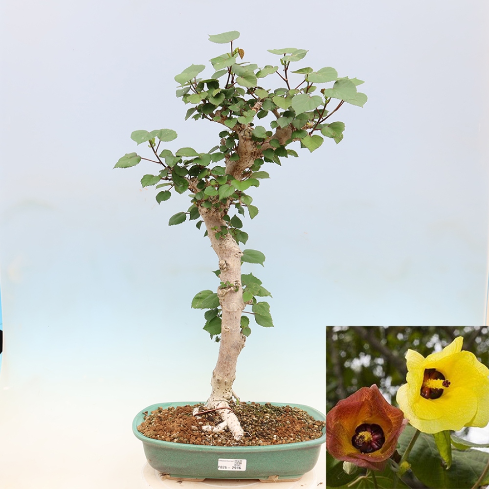 Indoor bonsai - Hibiscus tiliaceus - Sea Hibiscus