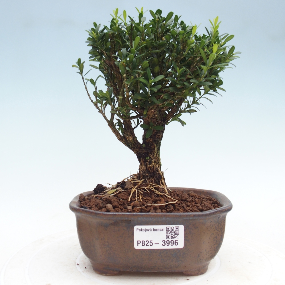 Room bonsai - Buxus harlandii - cork buxus