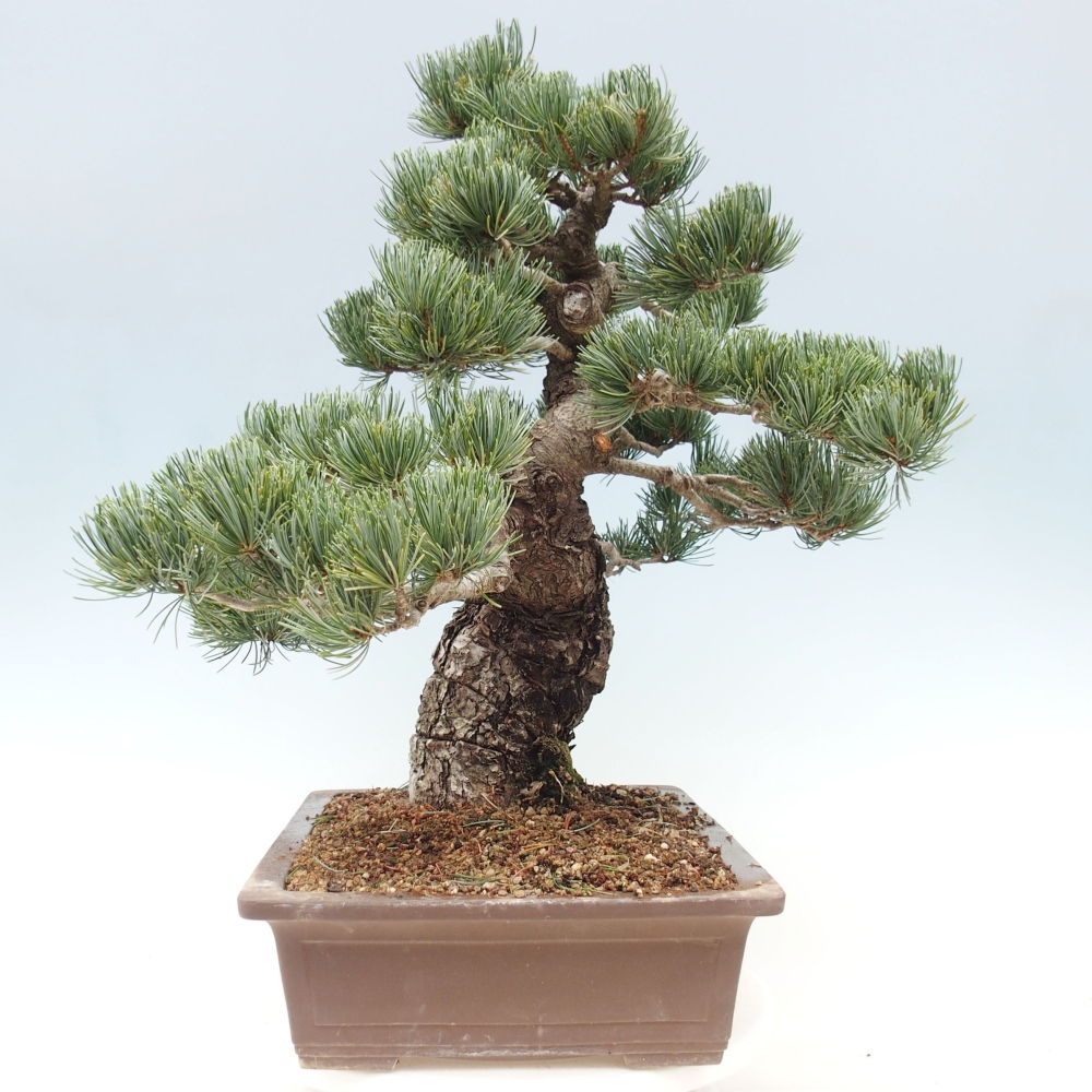 Outdoor bonsai - Pinus parviflora - Small pine tree