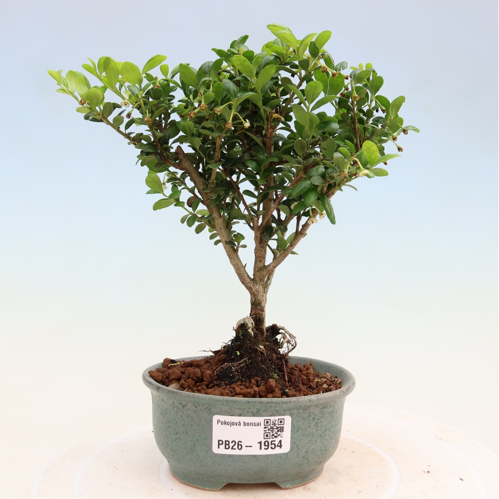 Room bonsai - Ilex crenata - Holly