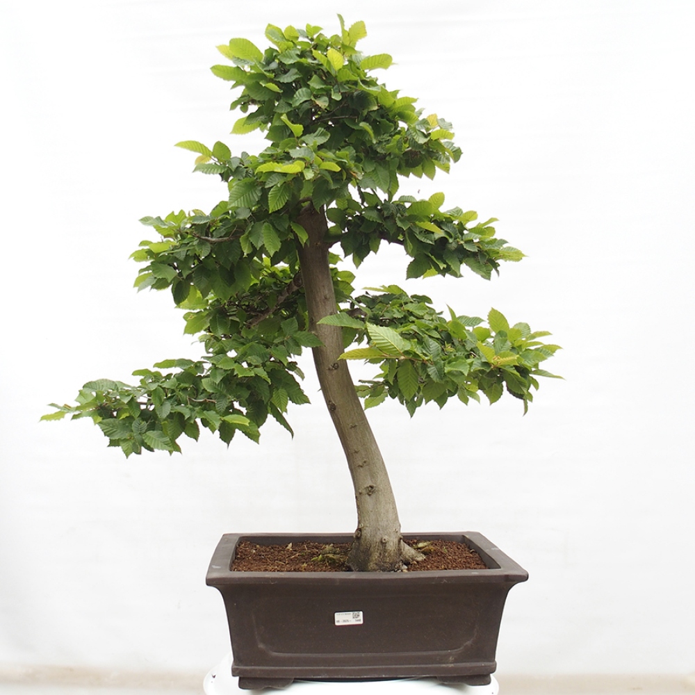 Outdoor bonsai - Hornbeam - Carpinus betulus