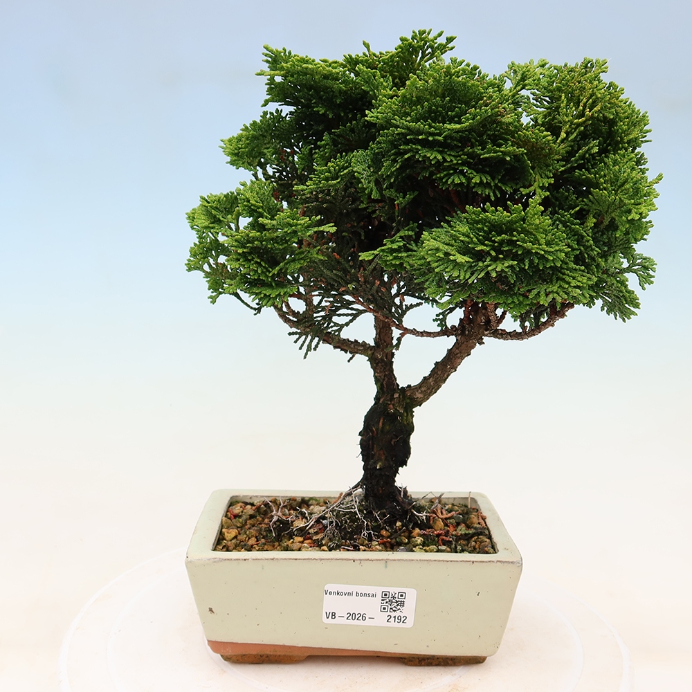 Outdoor bonsai - Cham.pis obtusa Nana Gracilis - Cypress