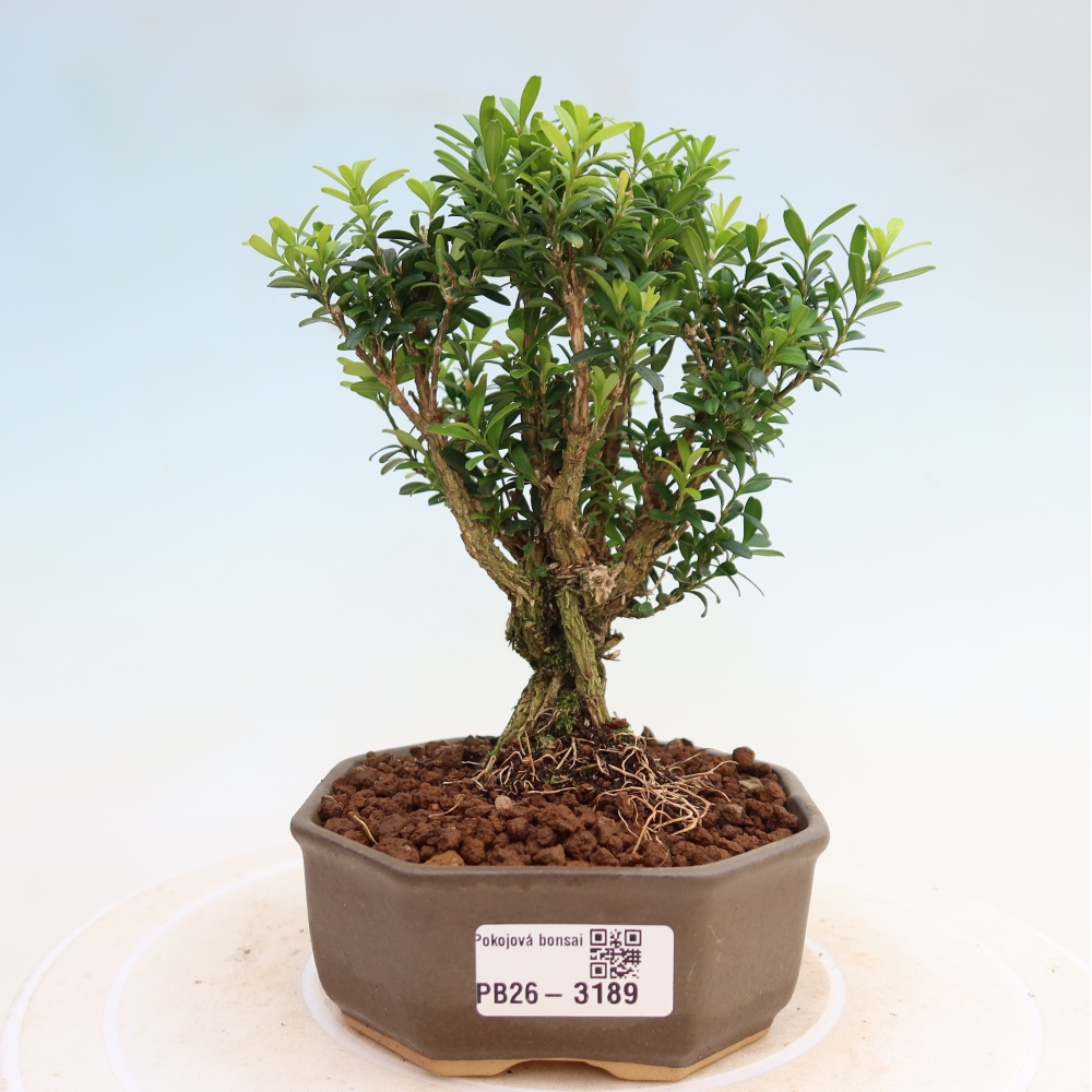 Room bonsai - Buxus harlandii - cork buxus