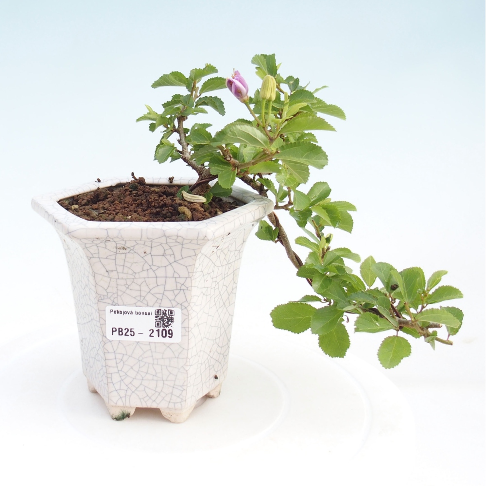 Indoor bonsai - Grewia occidentalis - Lavender star