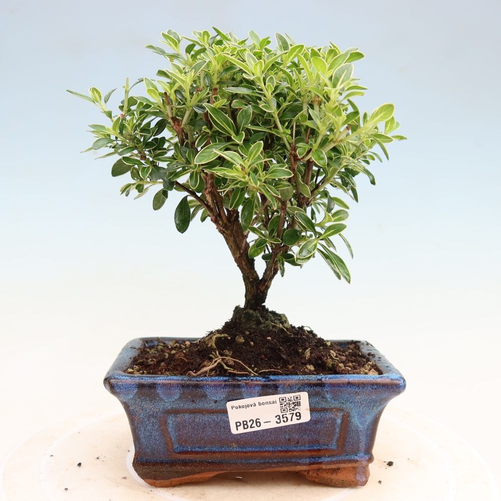 Indoor Bonsai - Serissa foetida Variegata - Tree of a Thousand Stars