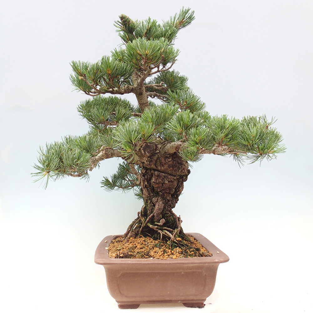 Outdoor bonsai - Pinus parviflora - Pinus parviflora