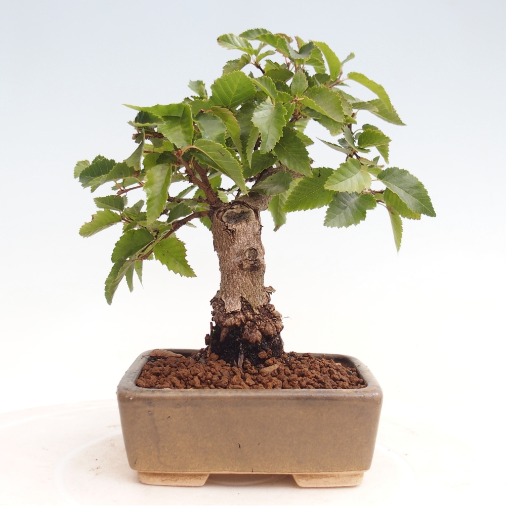 Outdoor bonsai -Carpinus CARPINOIDES - Korean Hornbeam