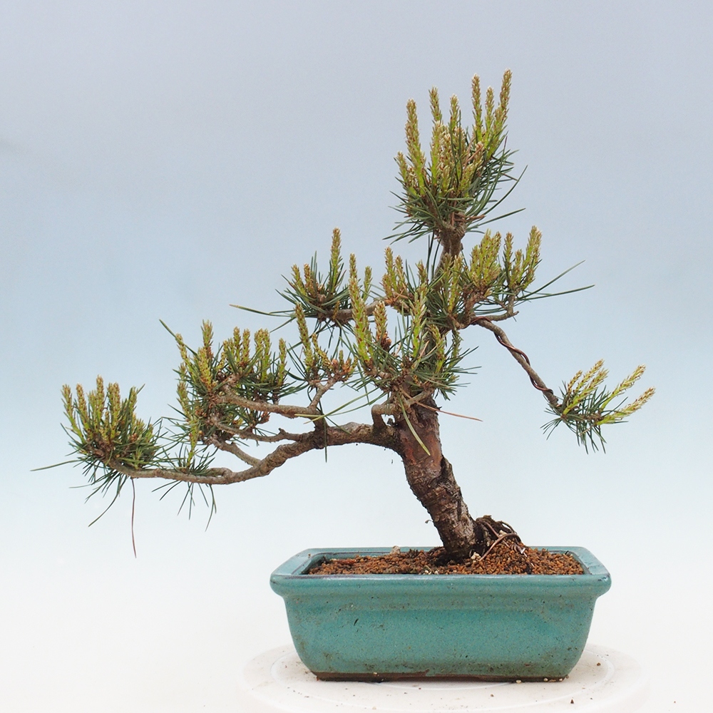Outdoor bonsai - Pinus Sylvestris - Scots pine