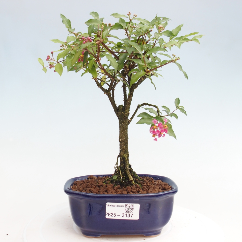 Room bonsai - Malpighia coccigera- Barbdorian cherry