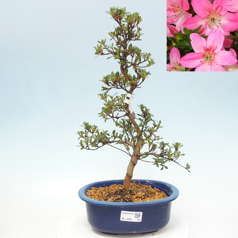 Outdoor bonsai - Japanese Azalea - Azalea Nasuno