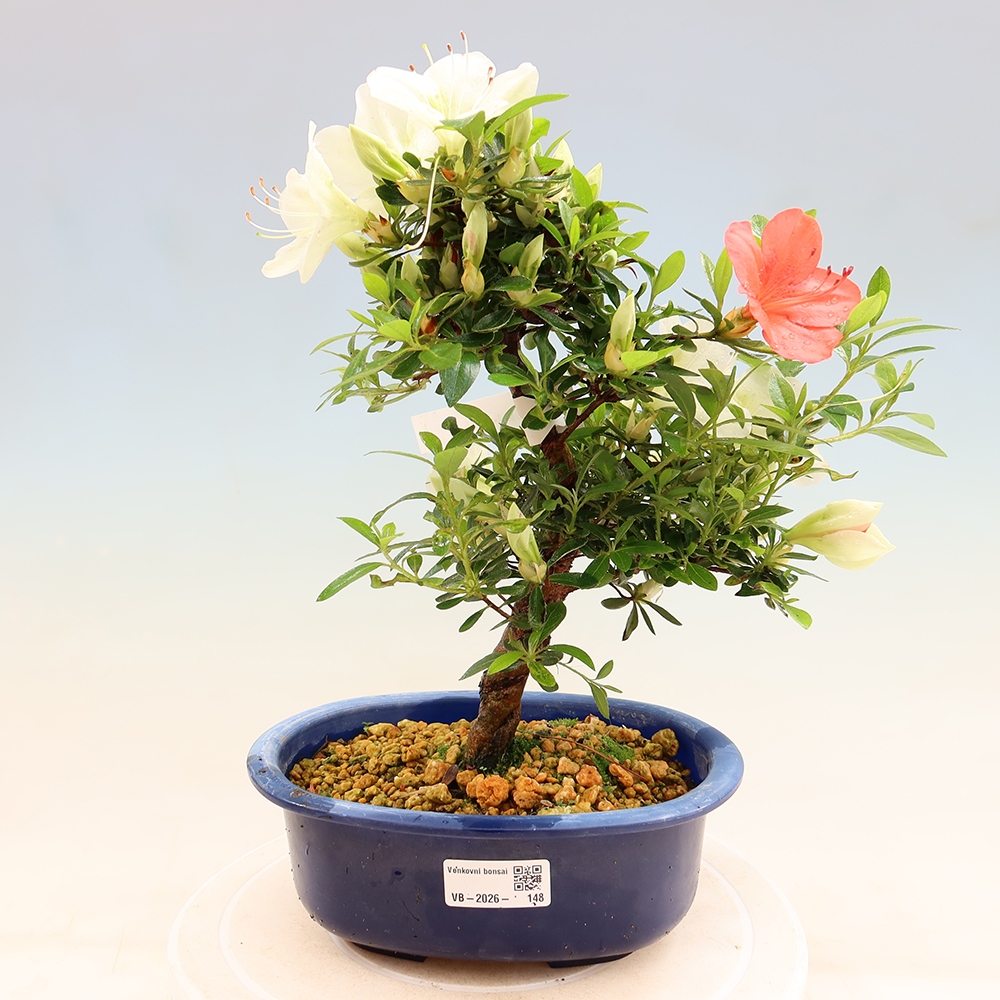 Outdoor bonsai - Japanese azalea - Azalea Asahi-no-izumi