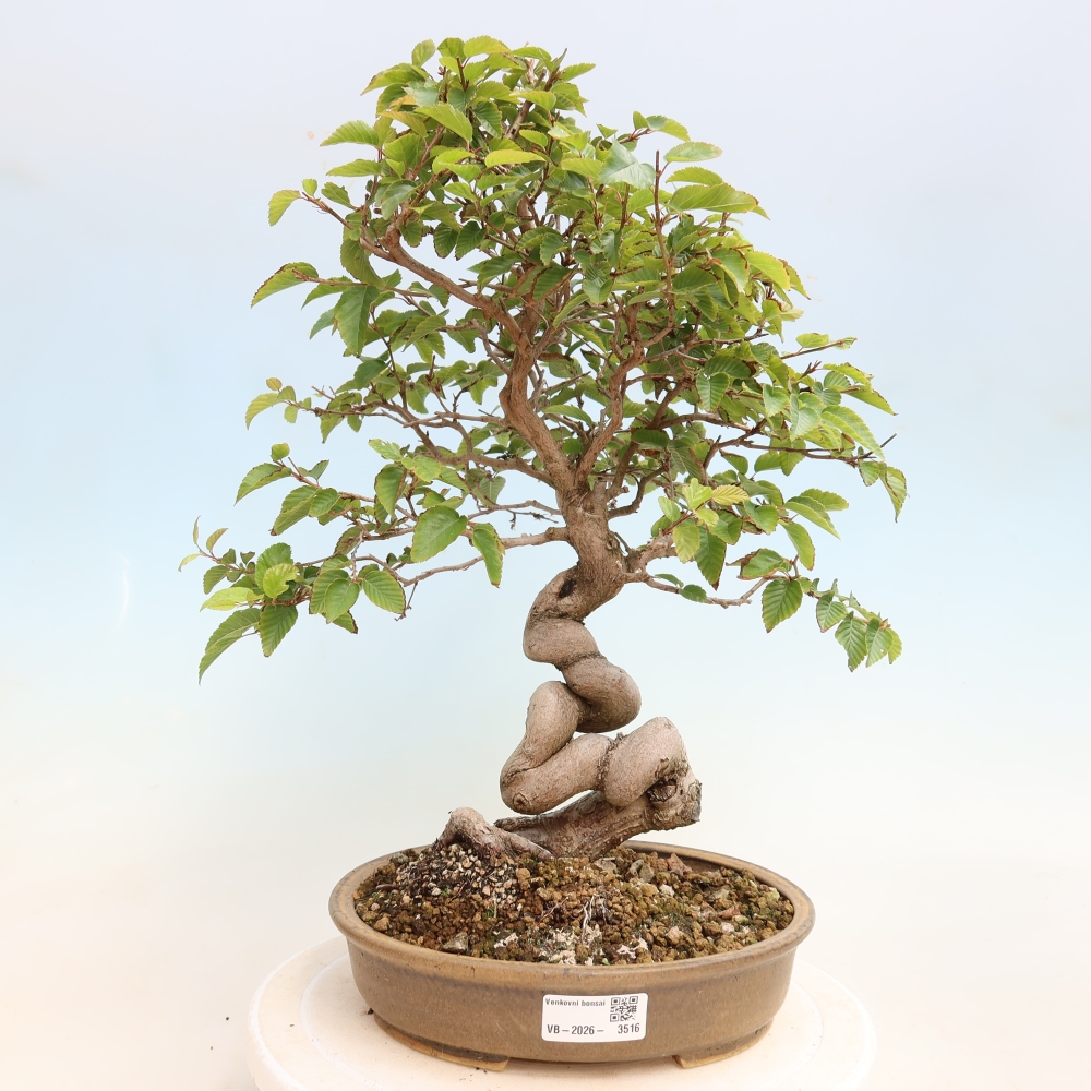 Outdoor bonsai -Carpinus CARPINOIDES - Korean Hornbeam