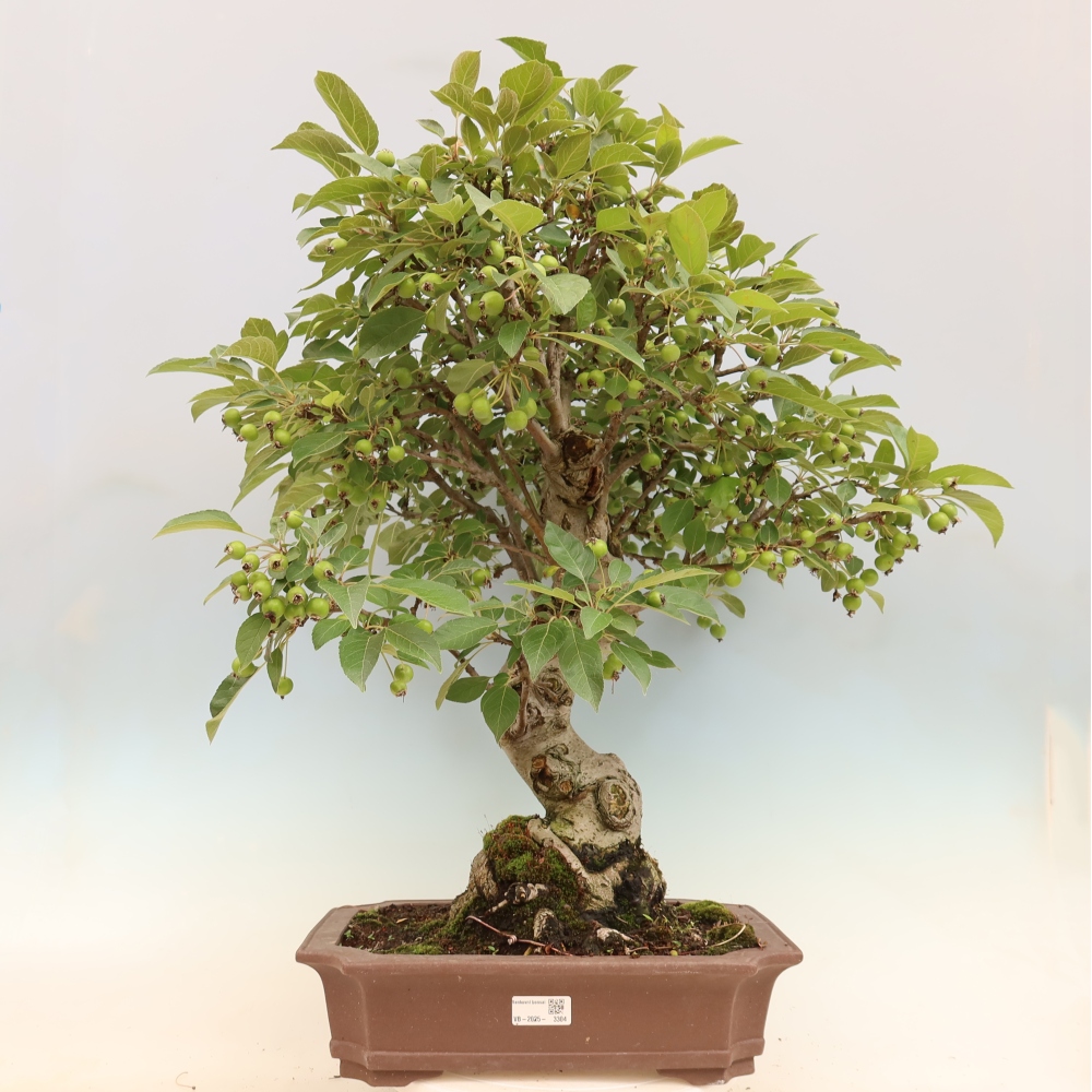 Outdoor bonsai - Malus halliana - Small-fruited apple tree