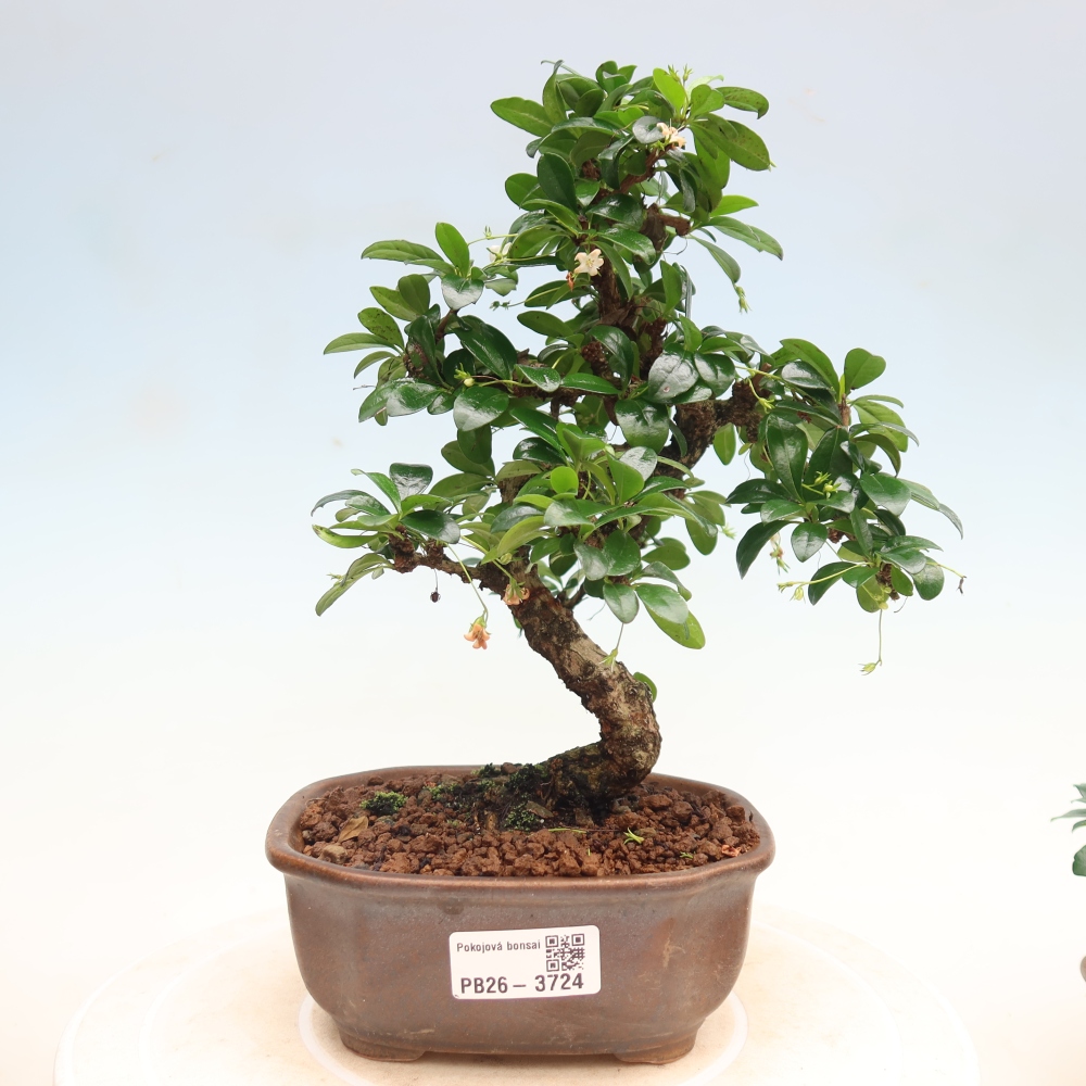 Room bonsai - Carmona macrophylla - Tea fuki