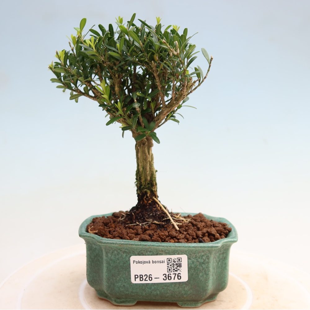 Room bonsai - Buxus harlandii - cork buxus