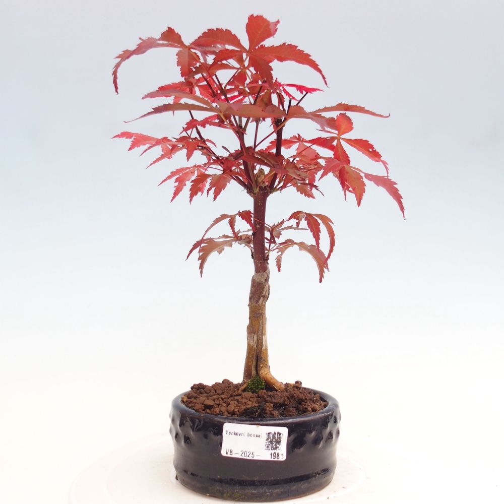 Outdoor bonsai - Acer palm. Atropurpureum-Palmleaf Maple
