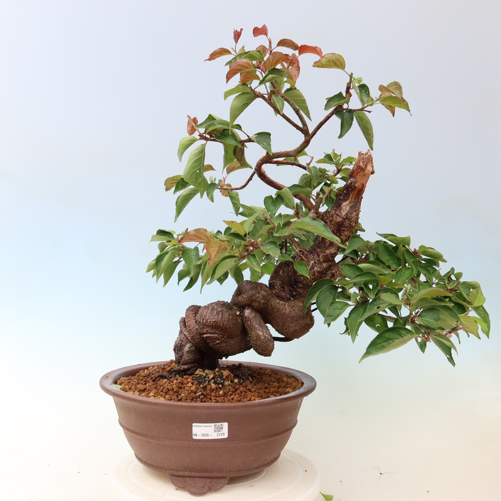Outdoor Bonsai - Japanese Apricot - Prunus Mume