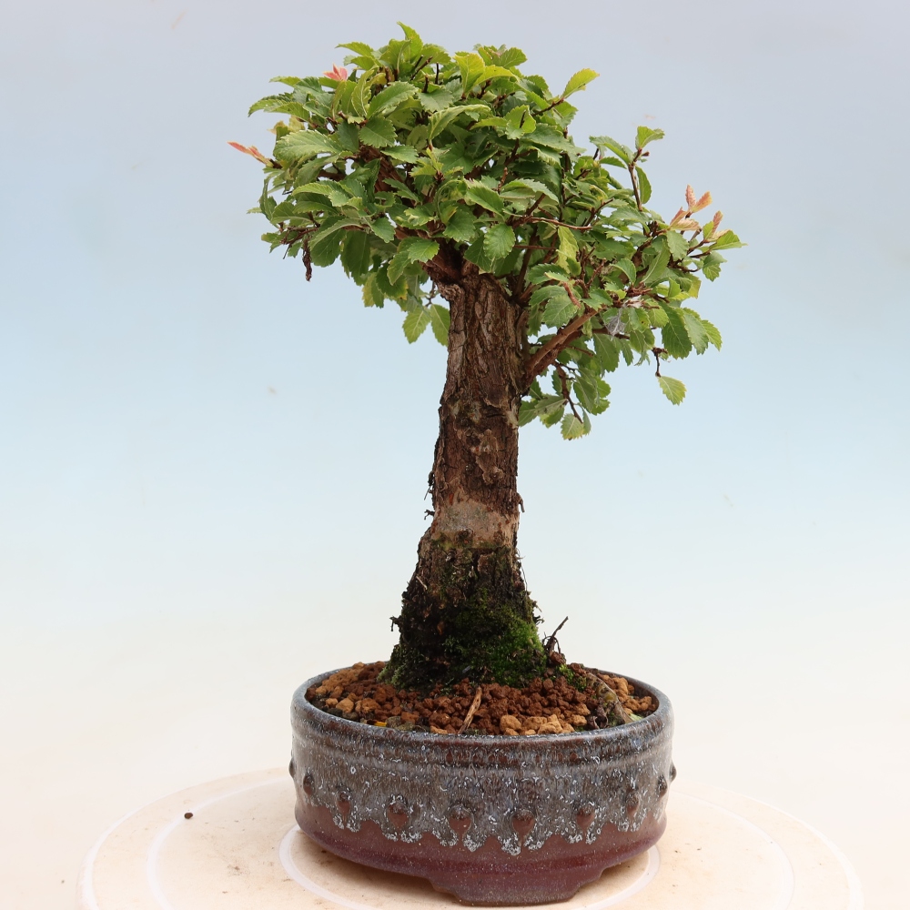 Outdoor bonsai - Zelkova - Zelkova NIRE