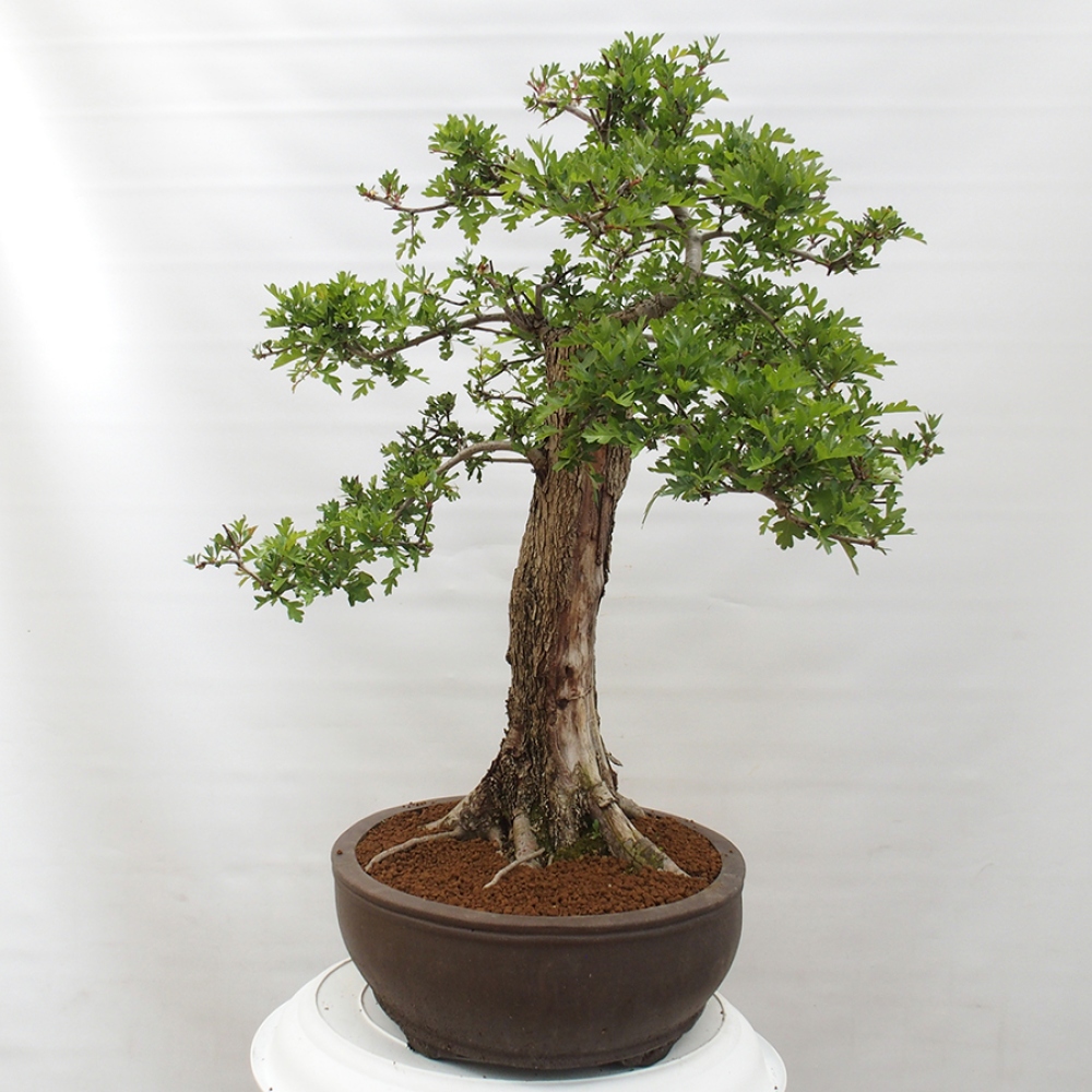 Outdoor bonsai - Hawthorn - Crataegus monogyna