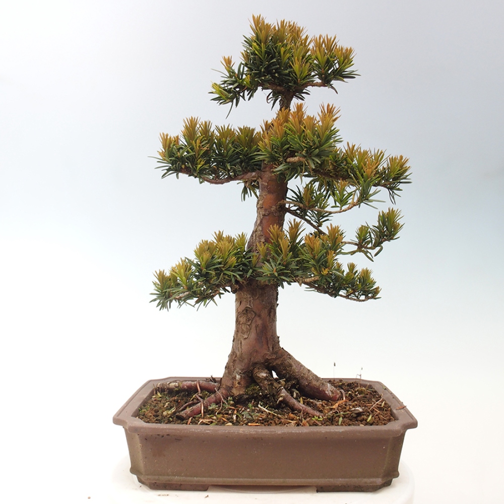 Outdoor bonsai - Taxus cuspidata - Japanese yew