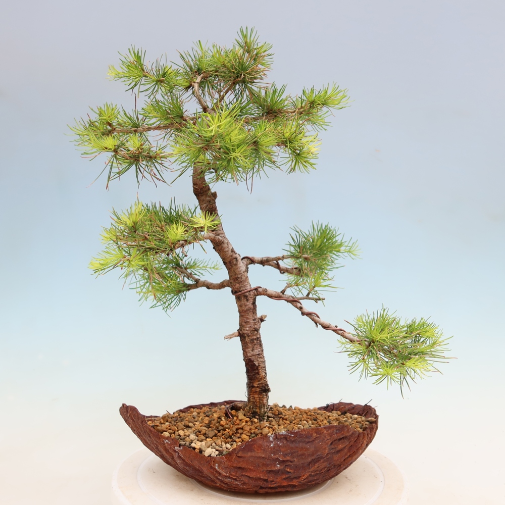 Outdoor bonsai -Larix decidua - Larch