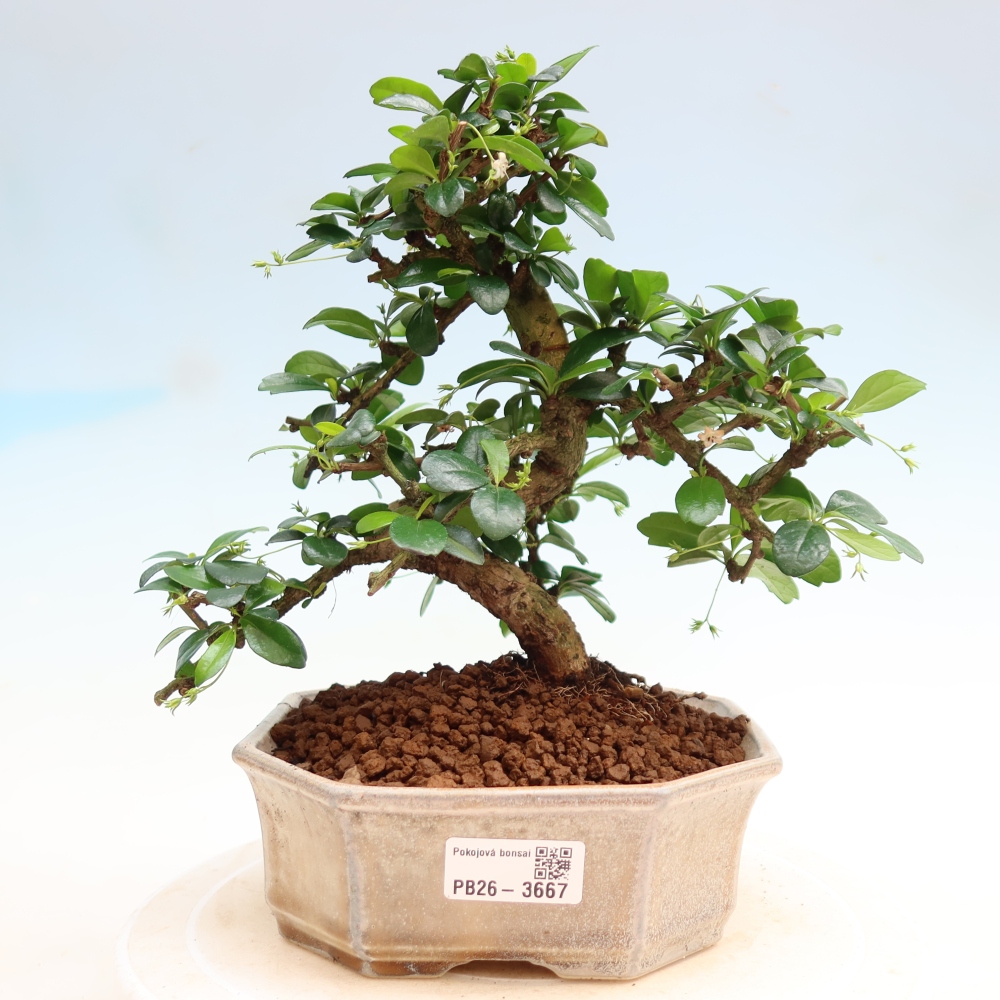 Room bonsai - Carmona macrophylla - Tea fuki