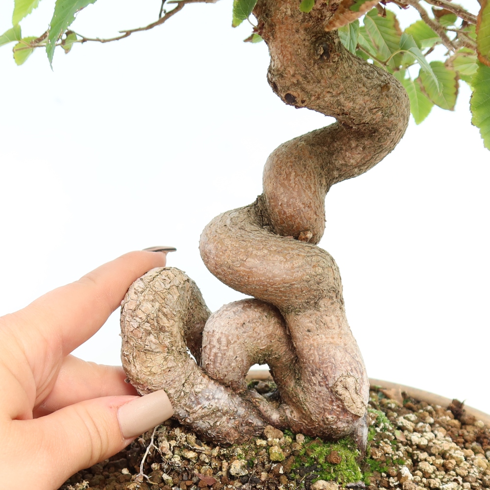 Outdoor bonsai -Carpinus CARPINOIDES - Korean Hornbeam