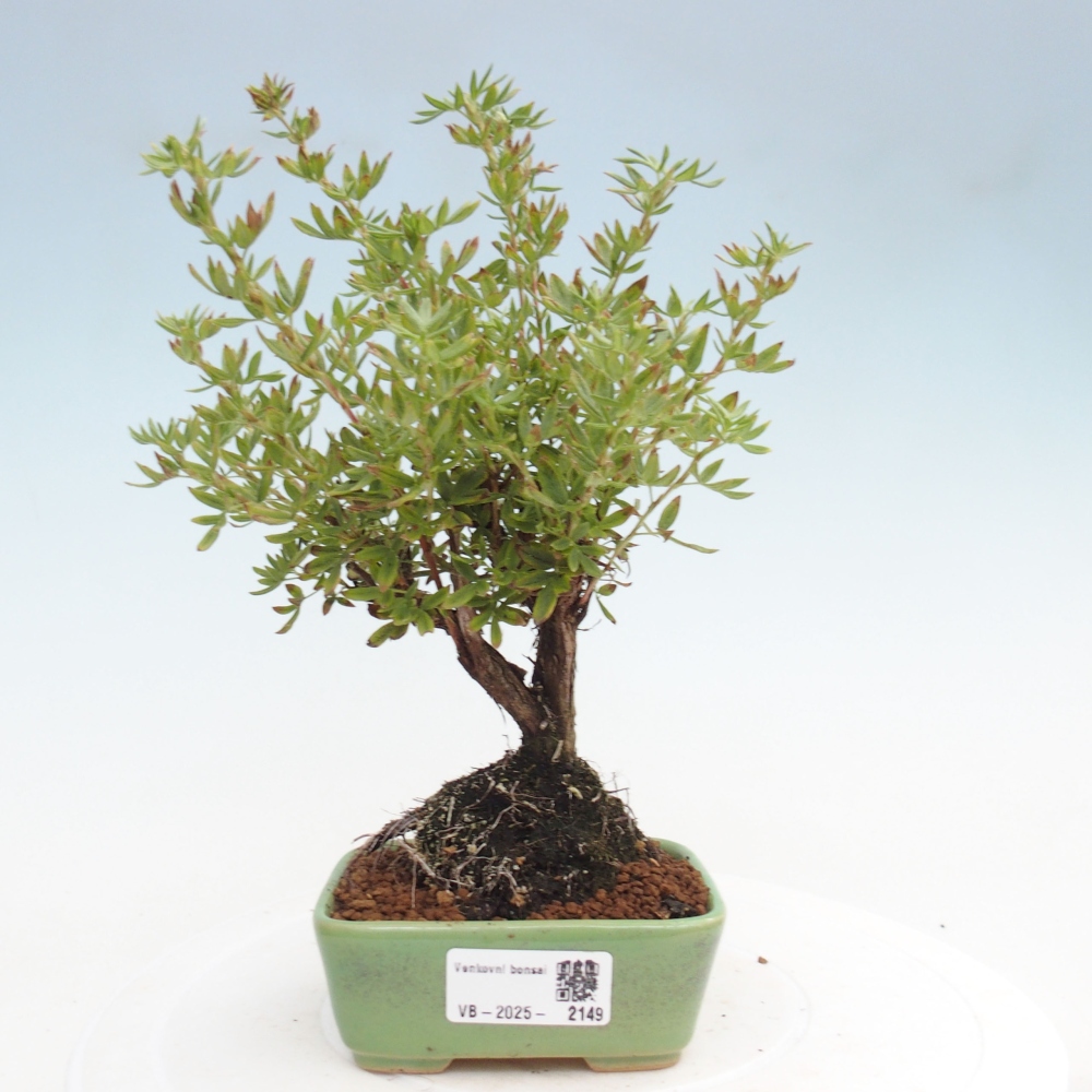 Outdoor bonsai-Cinquefoil - Potentila fruticosa yellow Bird