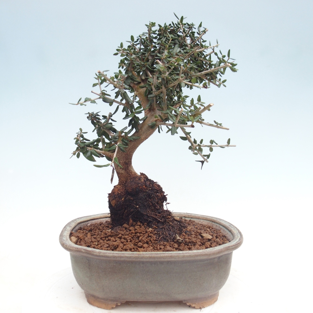 Indoor bonsai - Olea europaea sylvestris