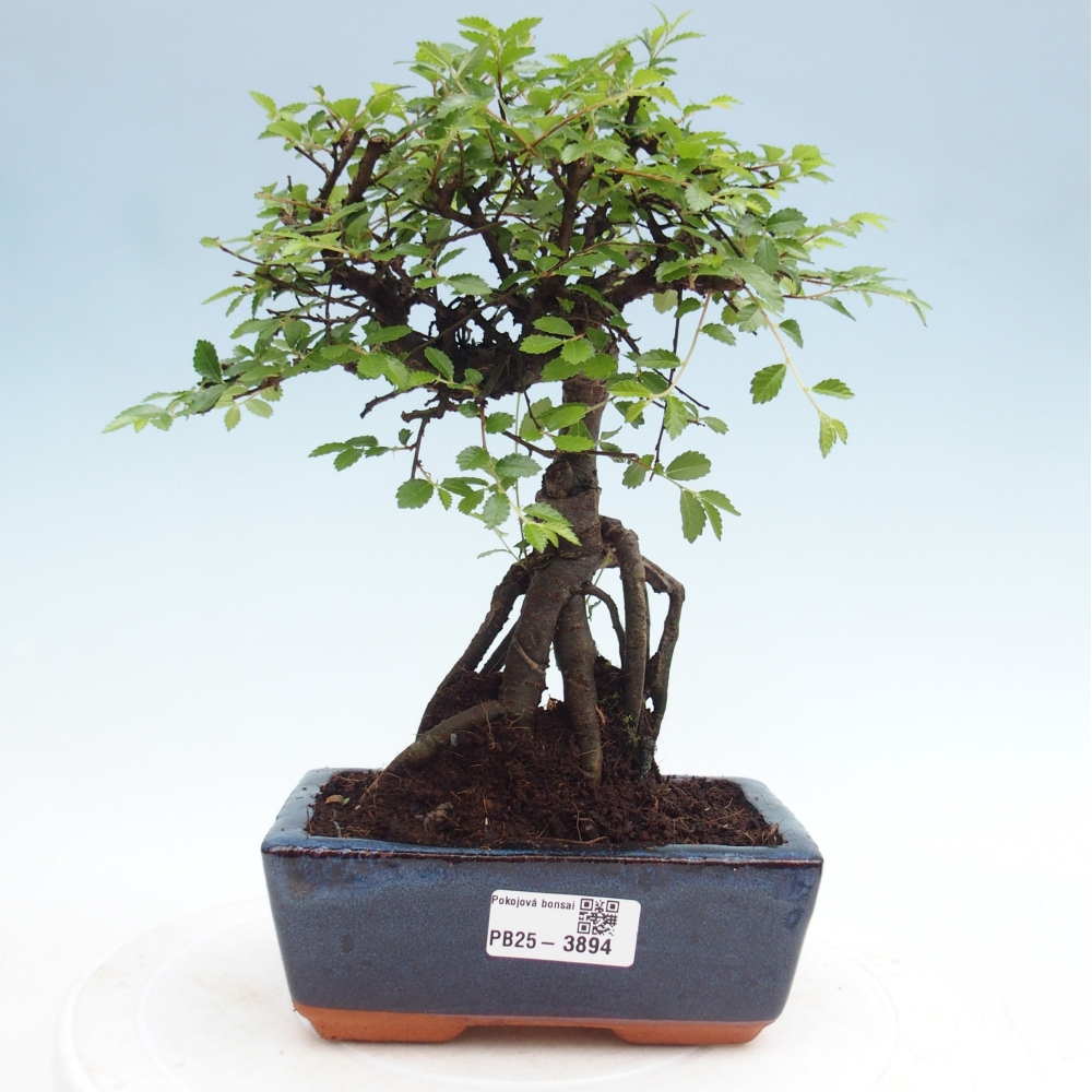 Room bonsai - Ulmus parvifolia - Small-leaved elm