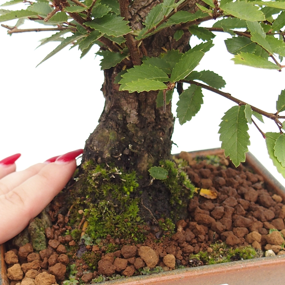 Outdoor bonsai - Zelkova - Zelkova NIRE