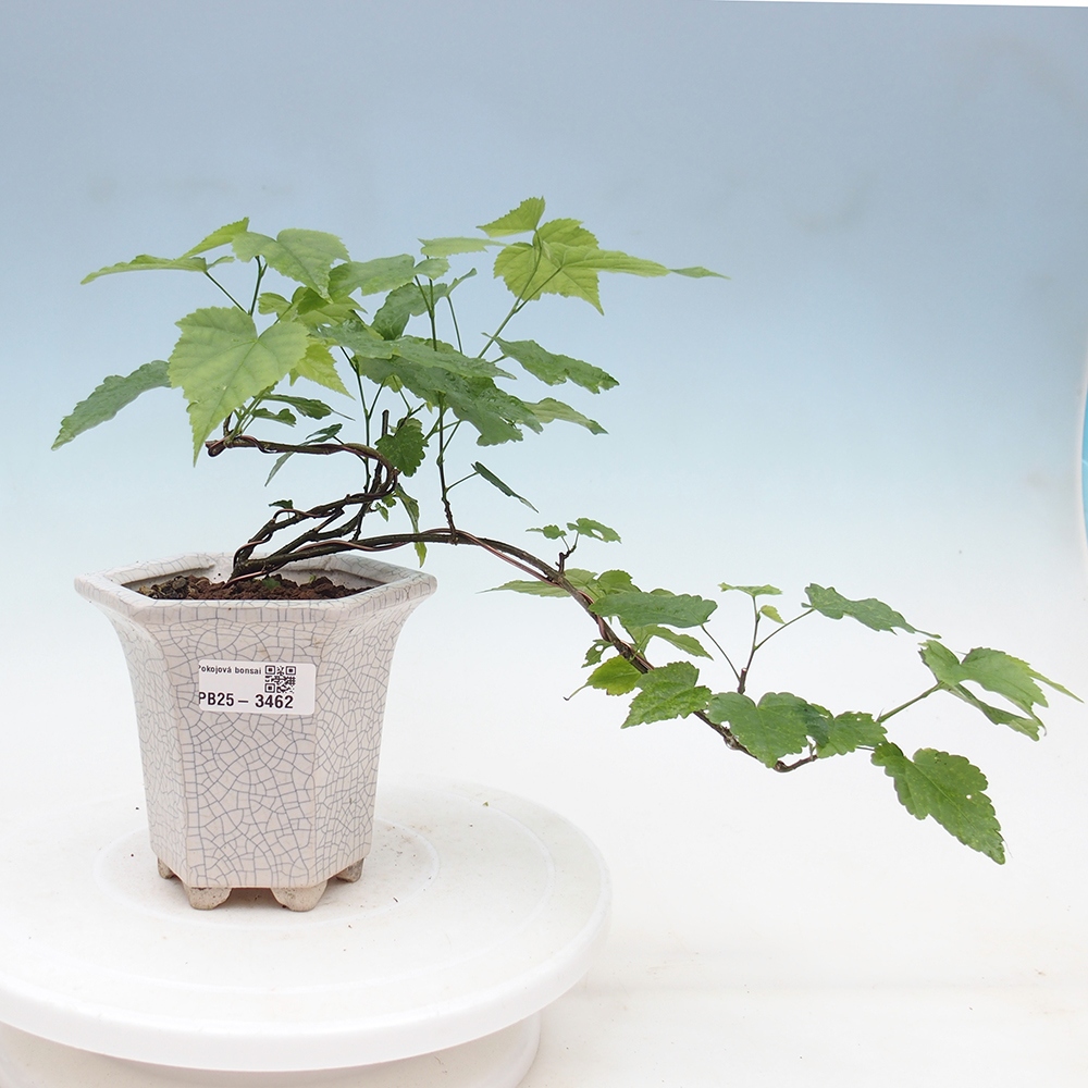 Room bonsai - Abutilon Red Trumpet - Room lime