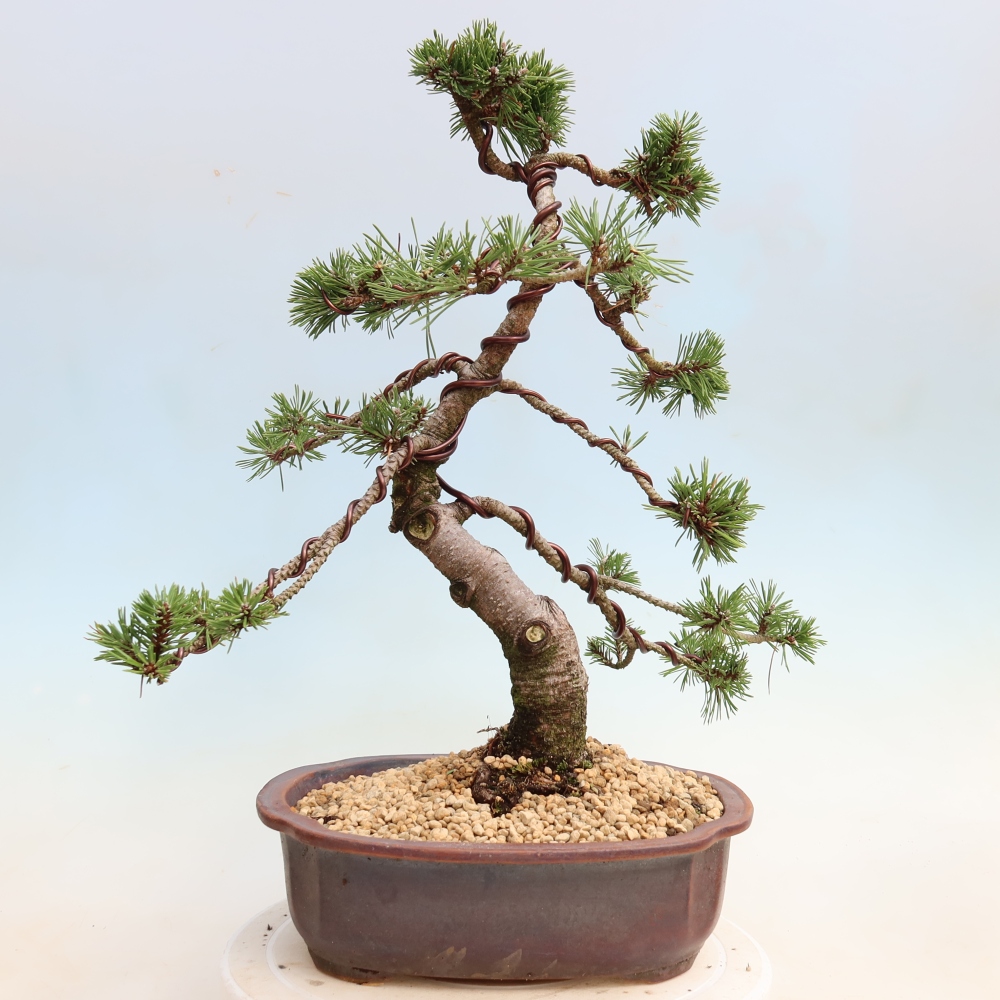 Outdoor Bonsai - Pinus mugo Humpy  - Mountain Pine