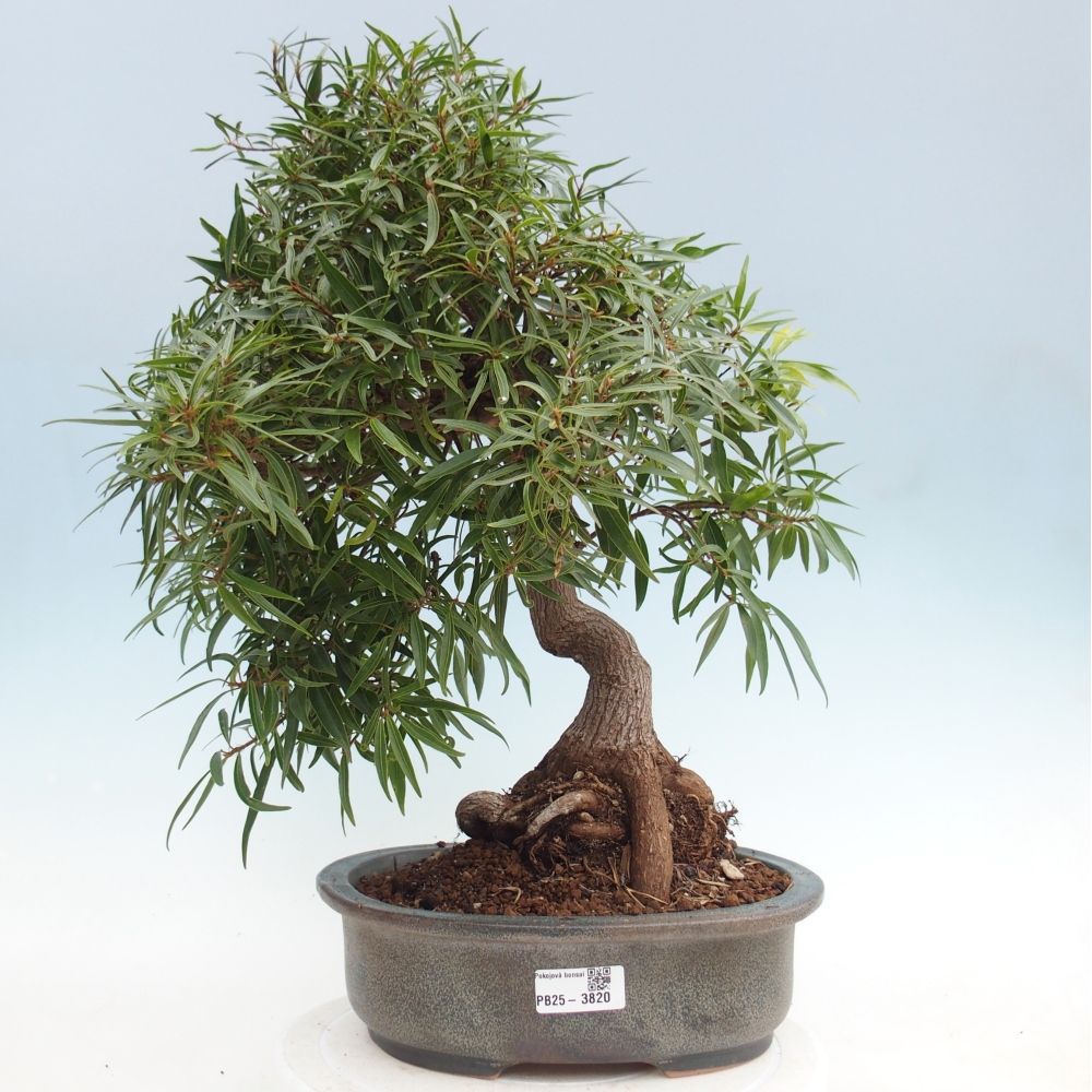Room bonsai - Ficus nerifolia - small-leaved ficus