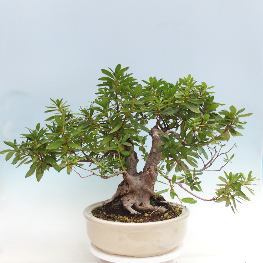Room bonsai - Rhododendron simsii - Pennywort