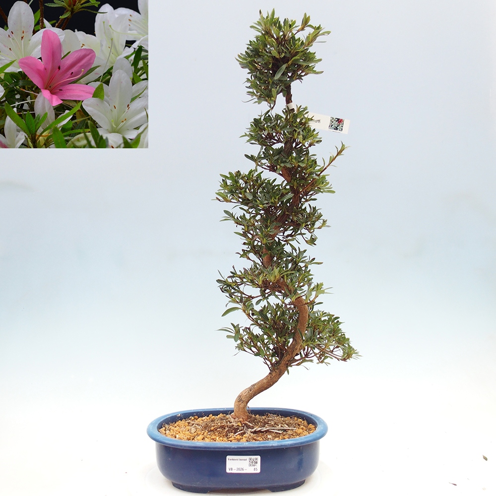 Outdoor bonsai - Japanese Azalea - Azalea Hakurin