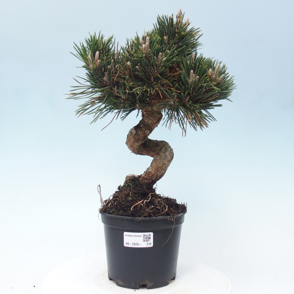 Outdoor bonsai - Pinus thunbergii senjyumaru - Thunberg pine