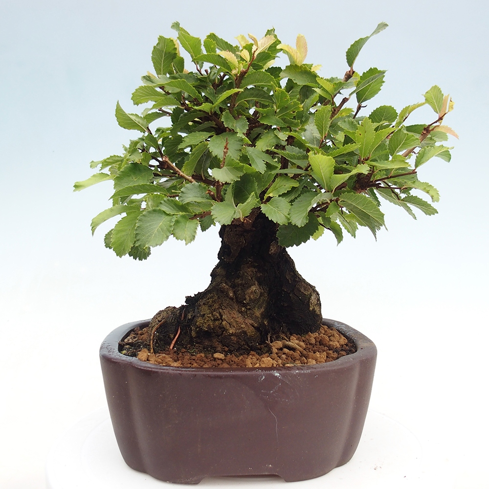 Outdoor bonsai - Zelkova - Zelkova serrata