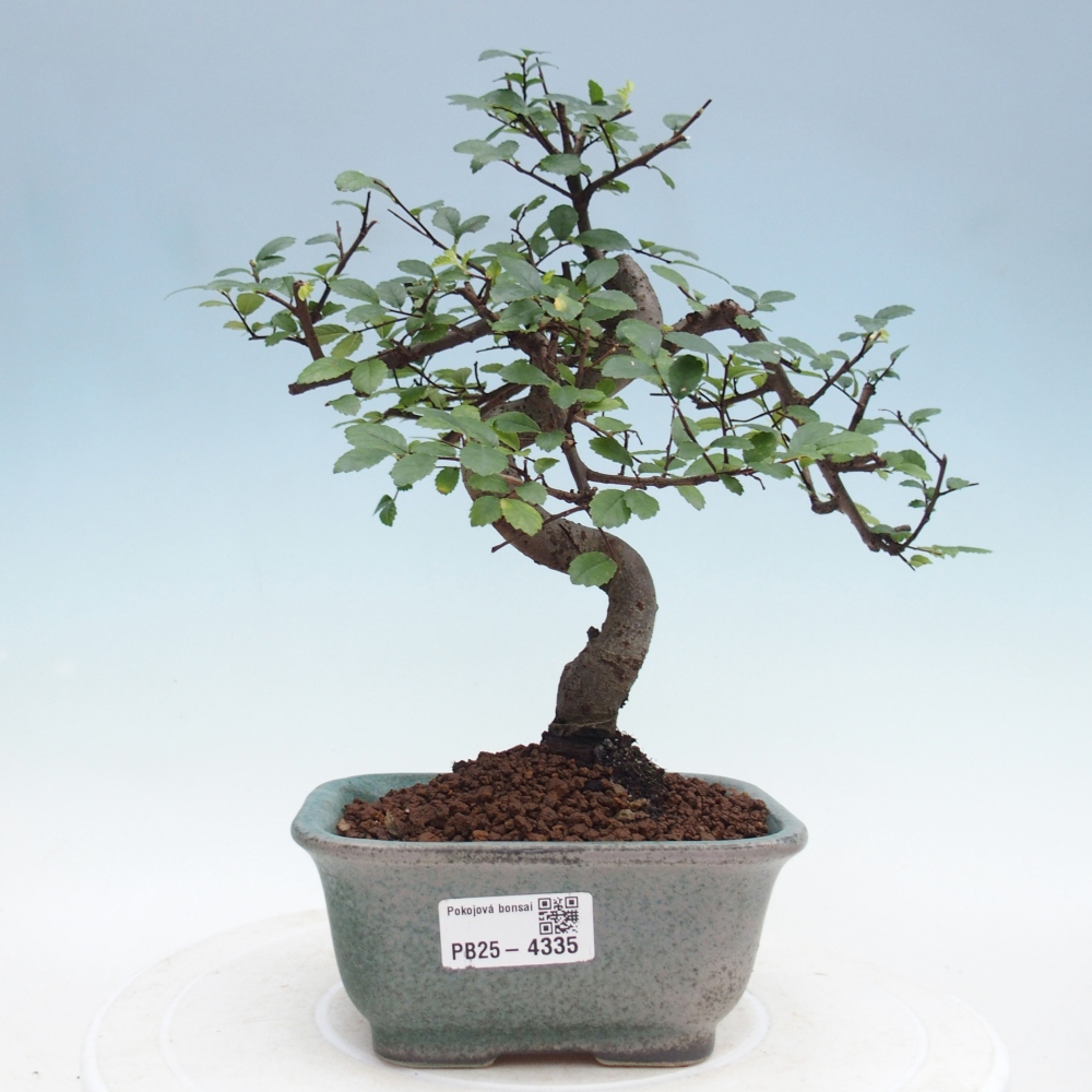 Room bonsai - Ulmus parvifolia - Small-leaved elm