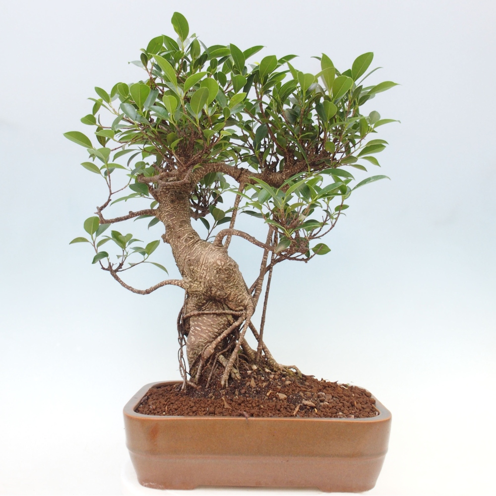 Indoor bonsai - Ficus kimmen - small-leaved ficus