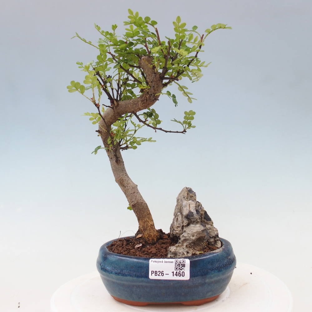 Room bonsai - Zantoxylum piperitum - pepper tree