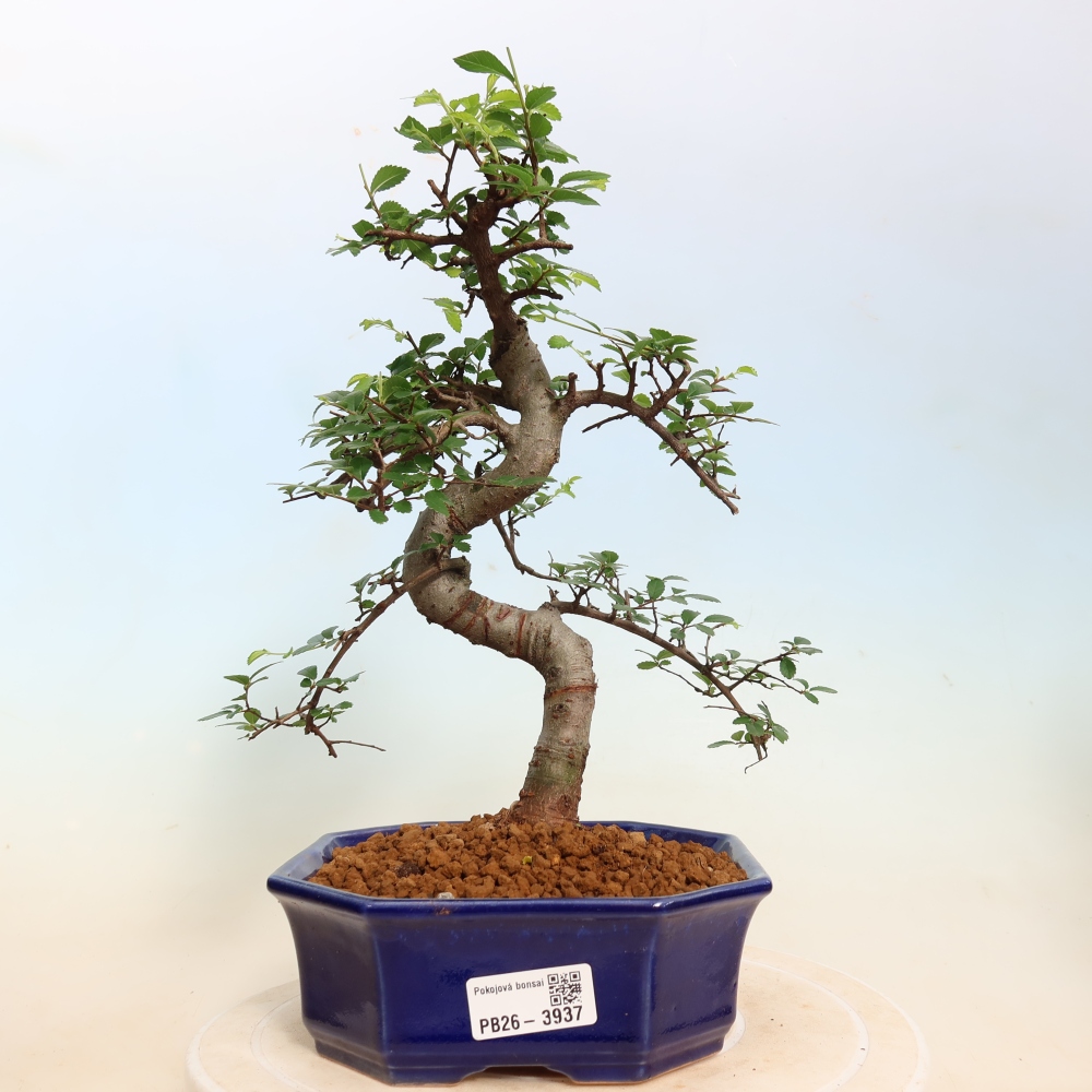 Room bonsai - Ulmus parvifolia - Small-leaved elm