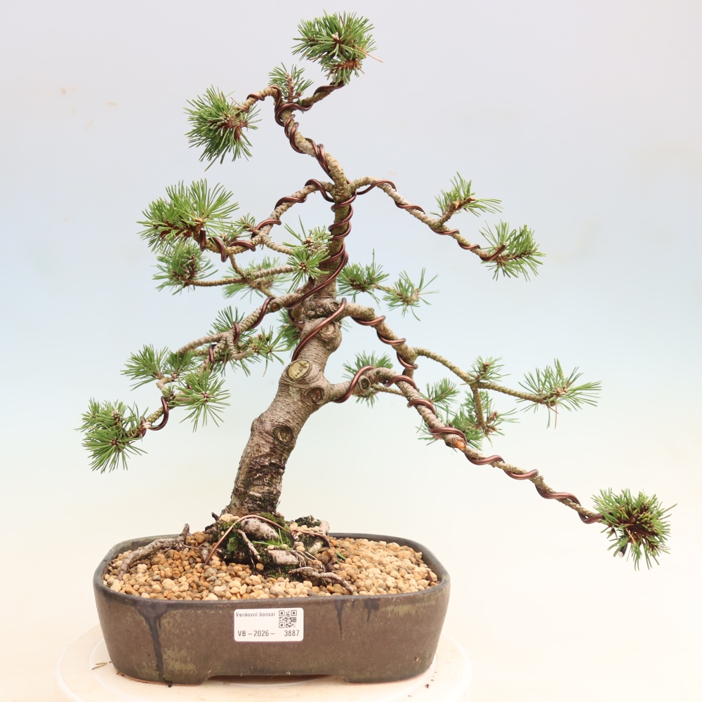 Outdoor Bonsai - Pinus mugo Humpy  - Mountain Pine
