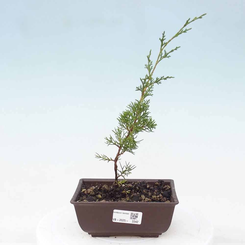 Outdoor bonsai - Juniperus chinensis Itoigawa - Chinese juniper