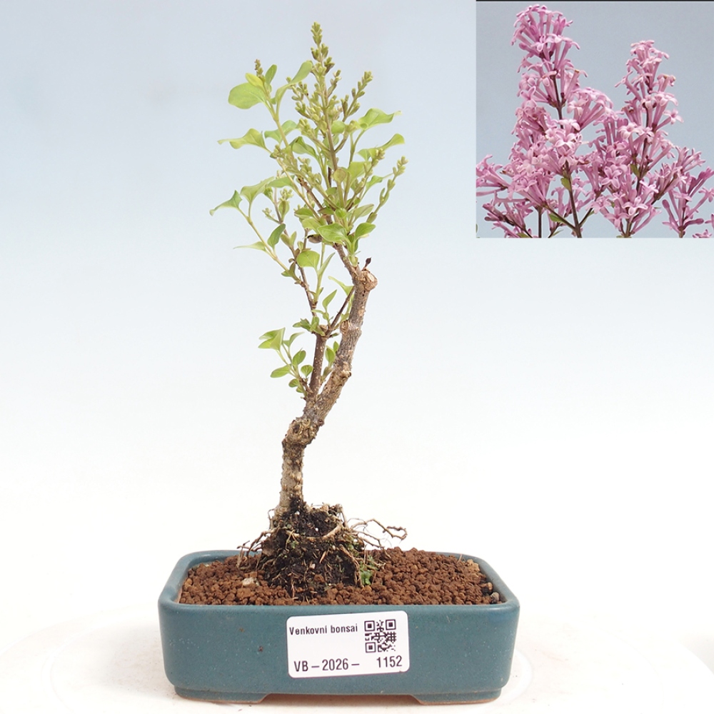 Outdoor bonsai - Syringa Meyeri Palibin - Meyer's Lilac