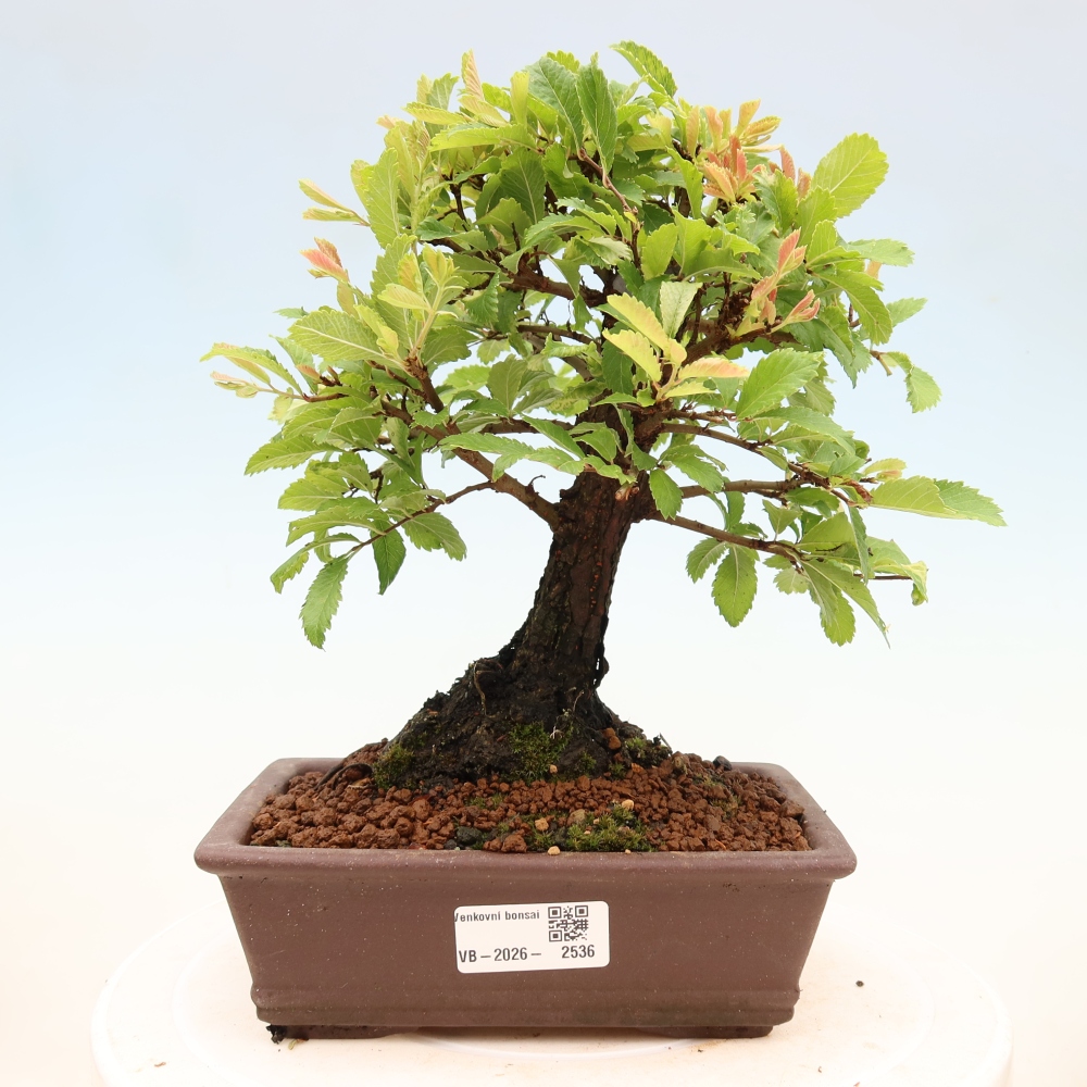 Outdoor bonsai - Zelkova - Zelkova NIRE