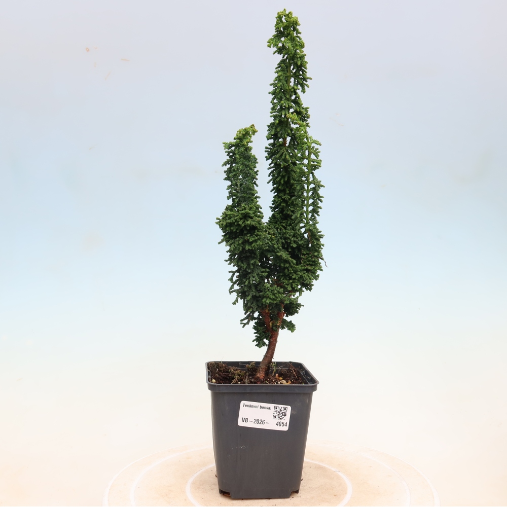 Outdoor bonsai - Cham. obtusa SEKKA HINOKI - Cypress