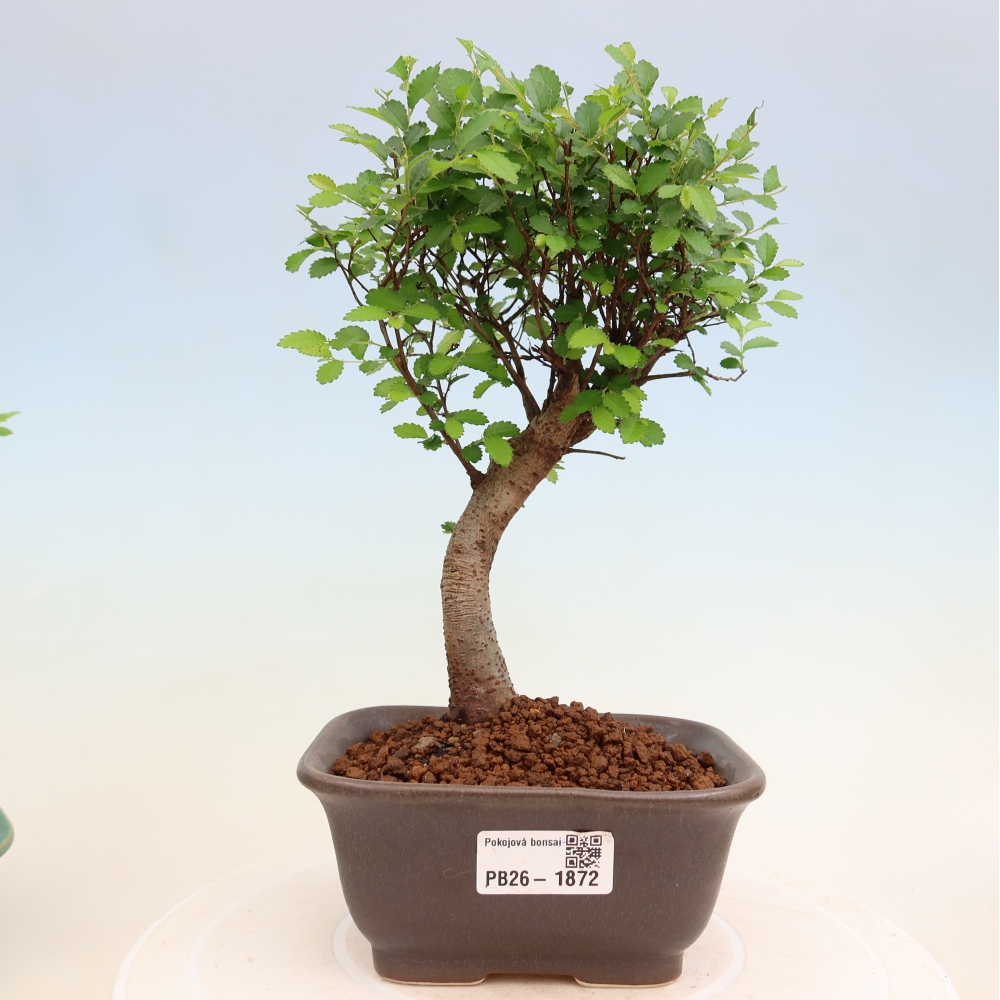 Room bonsai - Ulmus parvifolia - Small-leaved elm